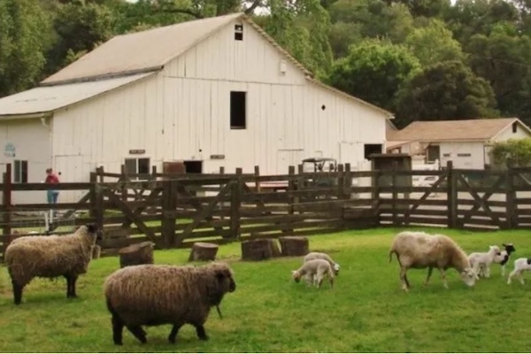 Grass area with sheep at Deer Hollow Farm in Los Altos, California