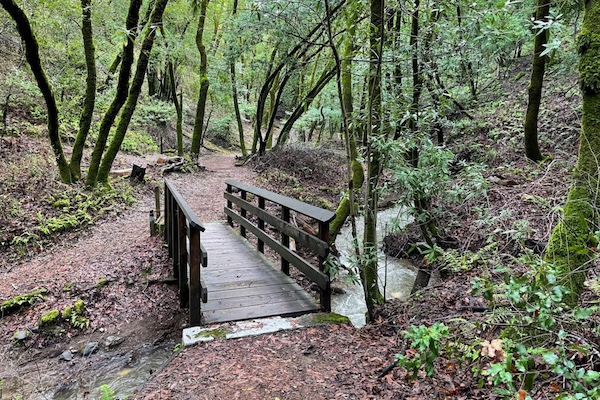 Wooden bridge in the forest at Hillen Villa in Los Altos Hills, California