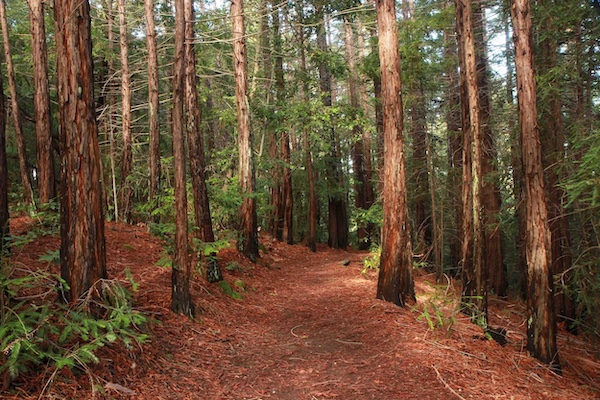 Hiding trail in forest at Wunderlich County Park in Woodside, California